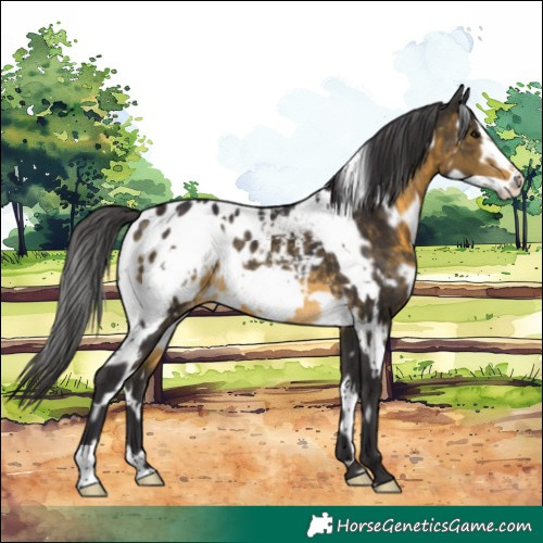 Horse Color:White Spotted Buckskin Frame Blanket 