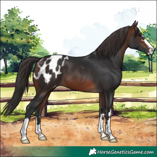 Horse Color:Brown Blanket
