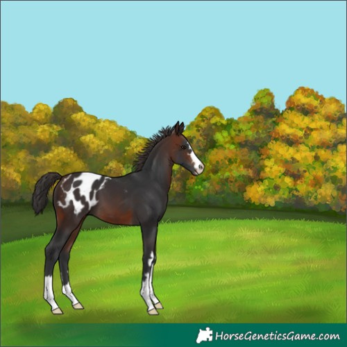 Horse Color:Brown Appaloosa 