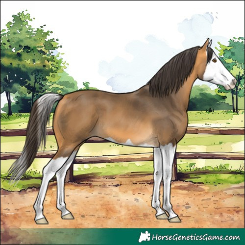 Horse Color:Buckskin Splash