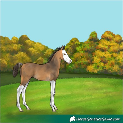 Horse Color:Buckskin Splash
