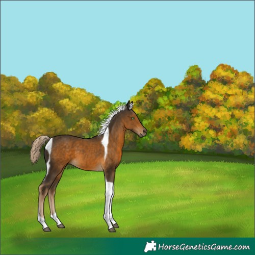 Horse Color:Chocolate Palomino Tobiano 