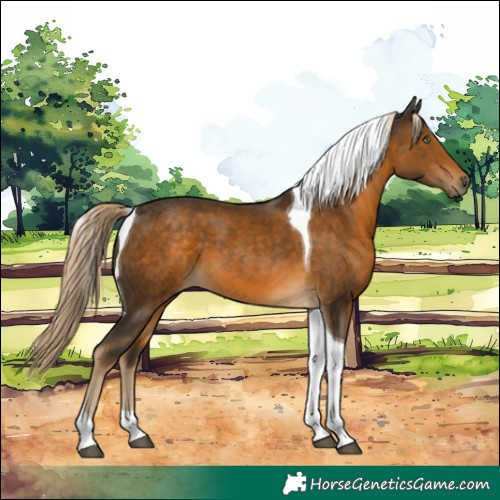 Horse Color:Chocolate Palomino Tobiano
