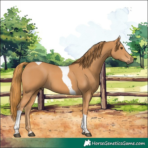 Horse Color:Chestnut Tobiano