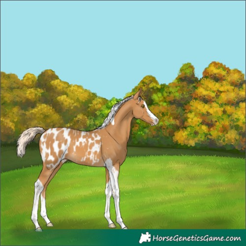 Horse Color:Palomino Splash Tobiano Appaloosa 