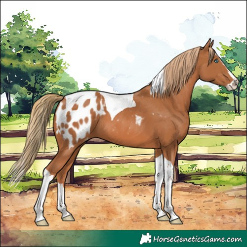 Horse Color:Chestnut Splash Tobiano Blanket