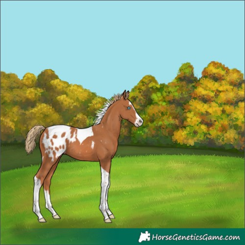 Horse Color:Chestnut Splash Tobiano Appaloosa 