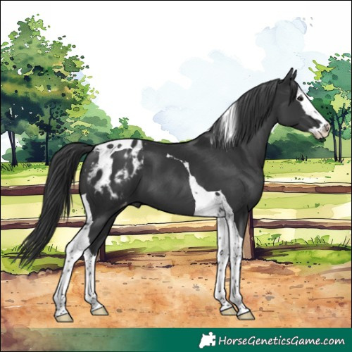 Horse Color:Black Splash Tobiano Blanket