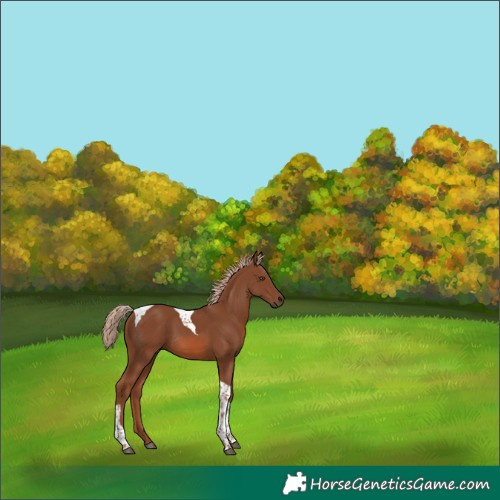 Horse Color:Chestnut Tobiano