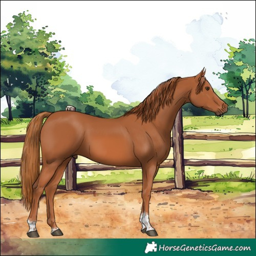 Horse Color:Chestnut Tobiano 