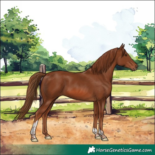 Horse Color:Chestnut Tobiano
