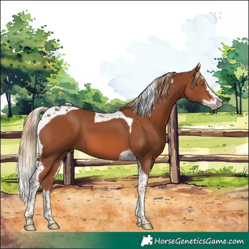 Horse Color:Chestnut Splash Tobiano