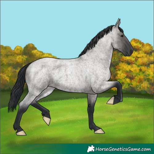 Horse Color:Grullo Roan 