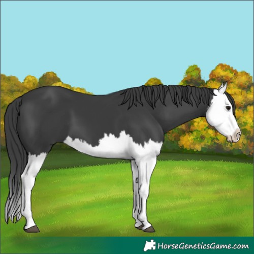 Horse Color:Black Splash 