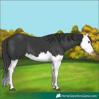 Horse Color:Black Splash 