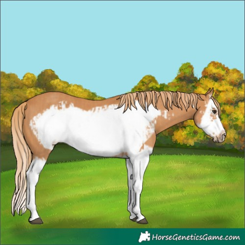 Horse Color:Chestnut Splash Frame  and Chestnut Splash Frame 