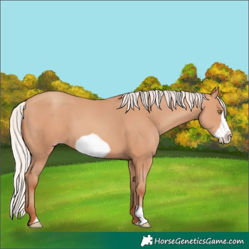 Horse Color:Silver Amber Champagne Frame 