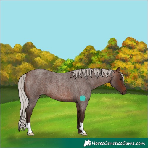 Horse Color:Silver Brown Roan