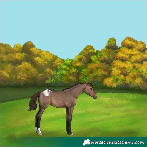 Horse Color:Bay Dun Appaloosa 