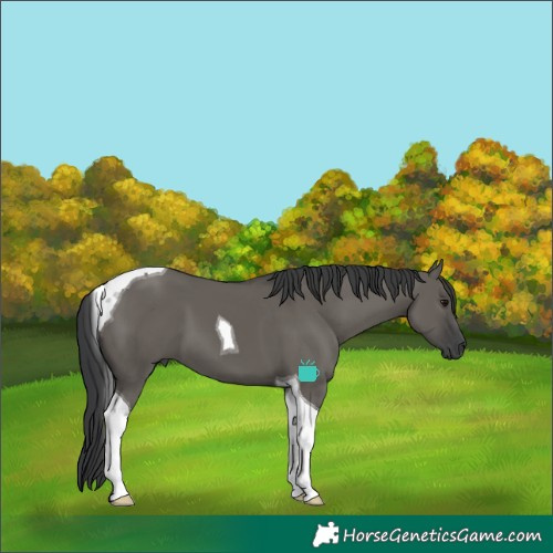 Horse Color:Grullo Tobiano 