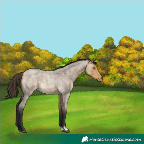 Horse Color:Buckskin Roan Dun 