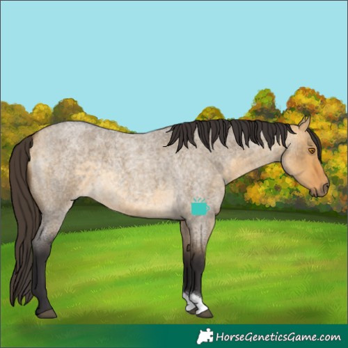 Horse Color:Buckskin Roan Dun