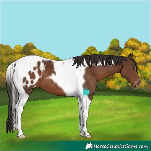 Horse Color:Liver Chestnut Tobiano Appaloosa 