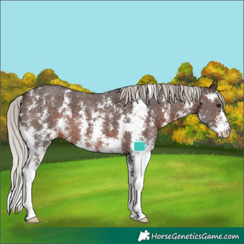 Horse Color:Silver Brown Sabino 