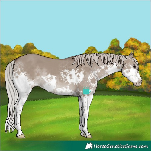 Horse Color:Silver Grullo Sabino Splash