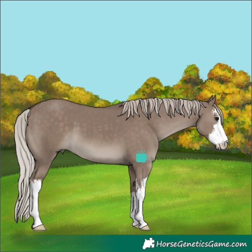 Horse Color:White Spotted Silver Grullo 