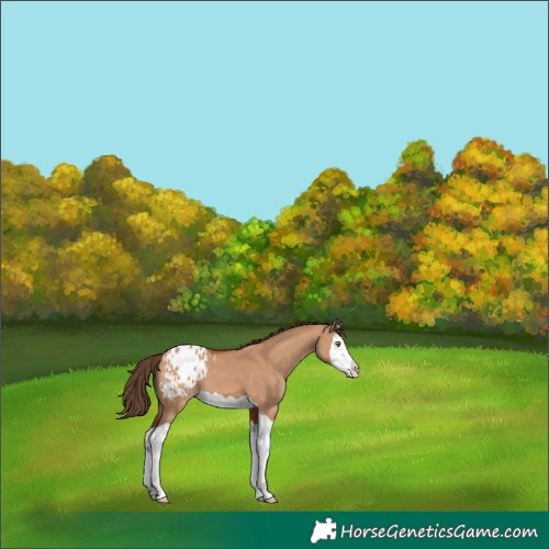 Horse Color:Bay Dun Splash Appaloosa