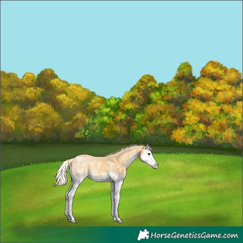 Horse Color:Palomino Ice Onyx Sabino Splash