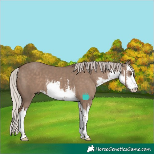 Horse Color:White Spotted Silver Grullo