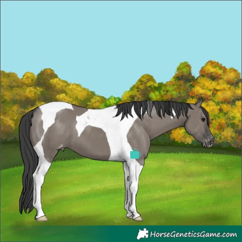 Horse Color:Grullo Tobiano Varnish