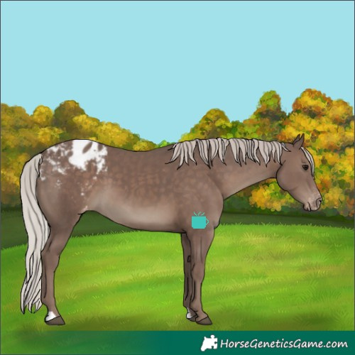 Horse Color:Silver Black Blanket