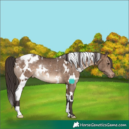 Horse Color:White Spotted Brown Dun Varnish Rabicano Brindle 