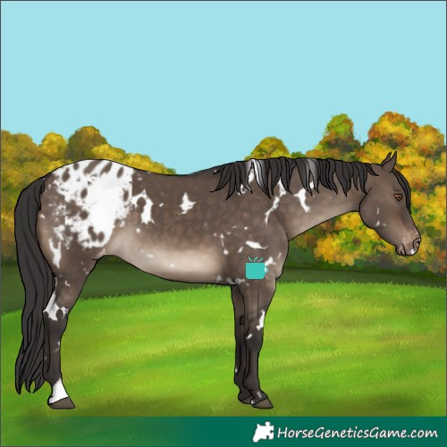 Horse Color:White Spotted Brown Dun Varnish