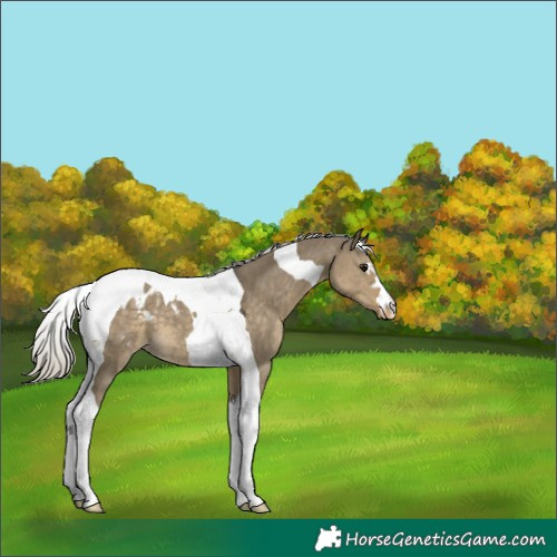 Horse Color:Silver Smoky Grullo Tobiano Appaloosa 