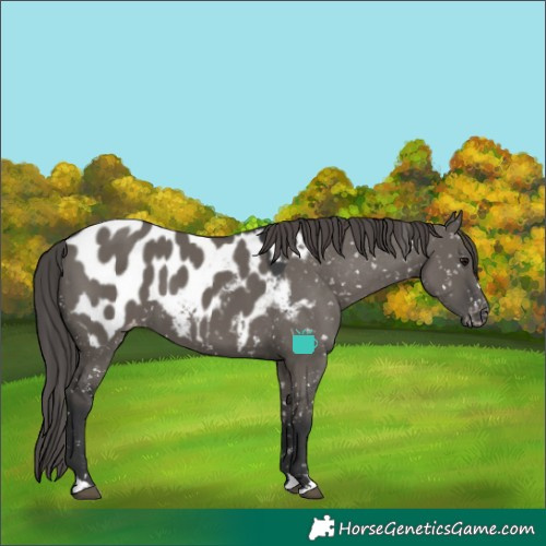 Horse Color:Grullo Appaloosa