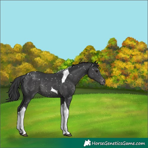 Horse Color:Black Tobiano Appaloosa Rabicano
