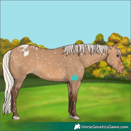Horse Color:Silver Bay Dun Appaloosa 