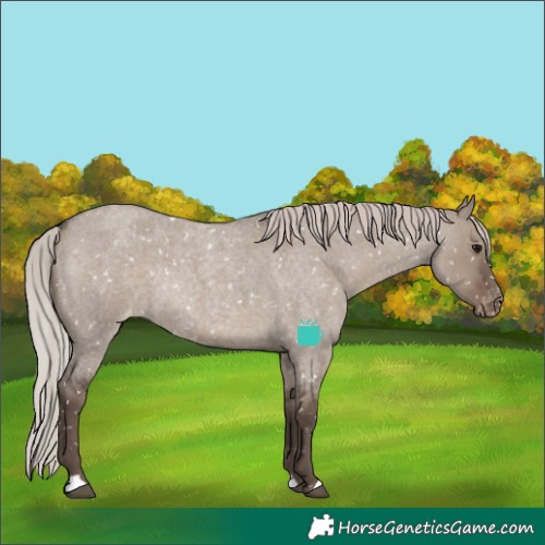 Horse Color:Silver Grullo Roan Appaloosa Rabicano