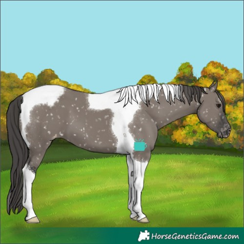 Horse Color:Grullo Tobiano Appaloosa