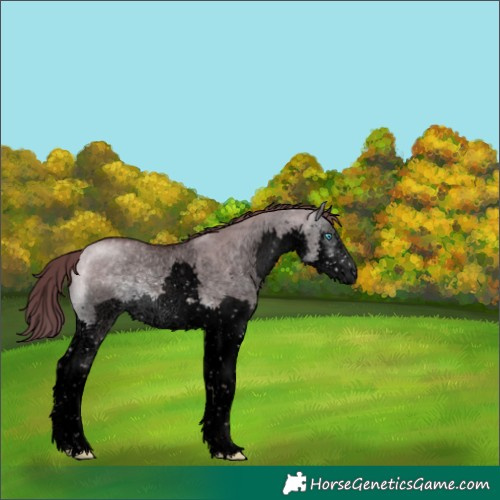 Horse Color:Void Platinum Chocolate Buckskin Dun Sabino Splash 