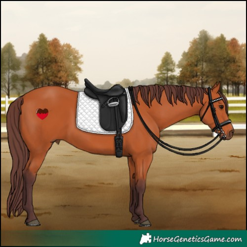 Horse Color:Chocolate Bay
