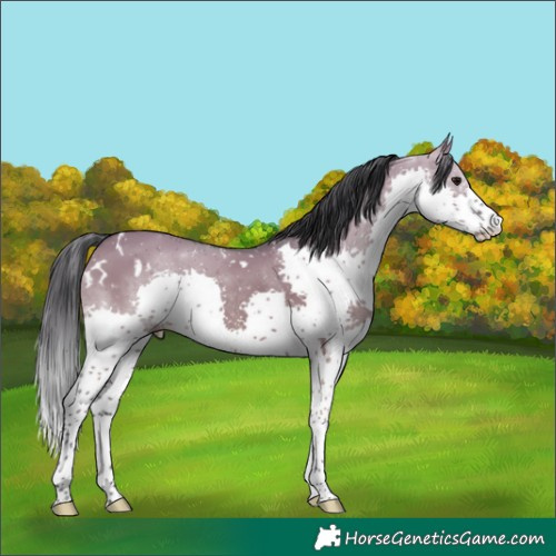 Horse Color:White Spotted Grullo Splash Tobiano