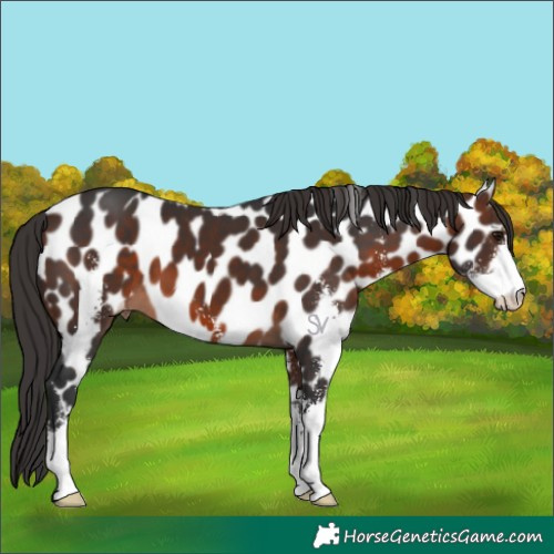 Horse Color:Brown Sabino Leopard