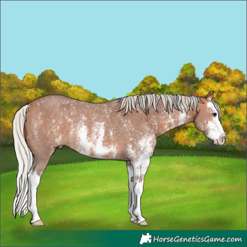 Horse Color:Silver Bay Sabino Splash Rabicano 
