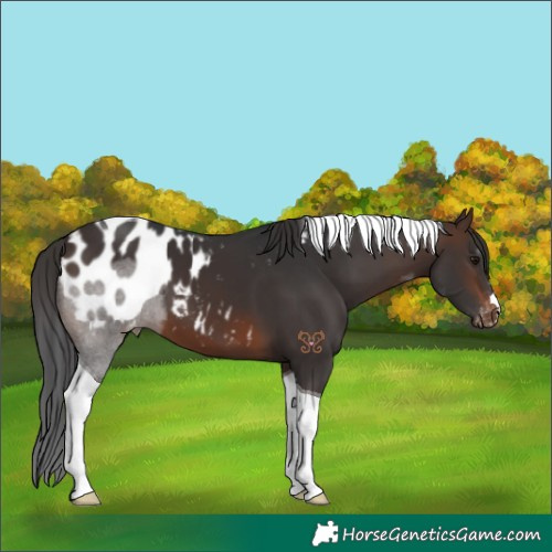 Horse Color:Brown Tobiano Blanket