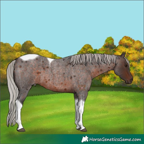 Horse Color:Silver Brown Roan Tobiano 